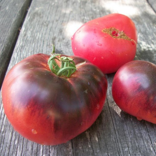 Solanum lycopersicum 'Mlle Foriers' - Harilik tomat 'Mlle Foriers' 